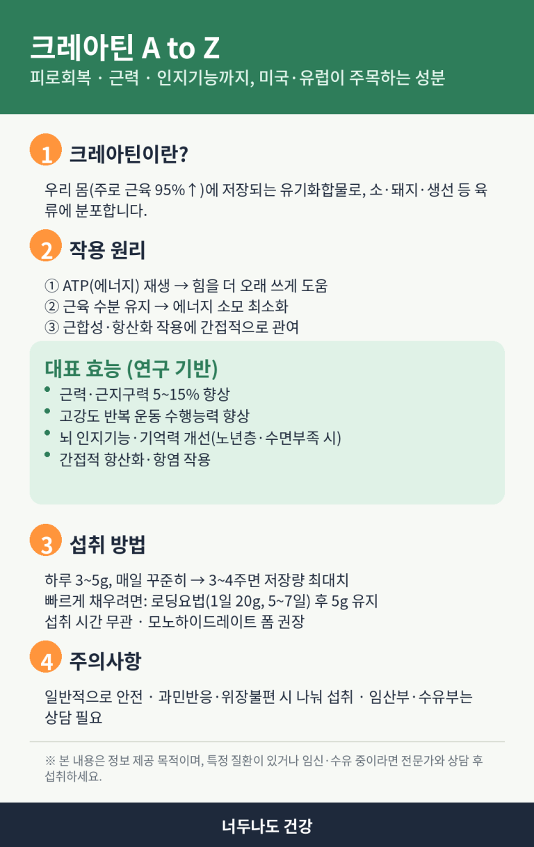 크레아틴 효능 4가지, 3주 끊으면 진짜 원점 돌아가나요?